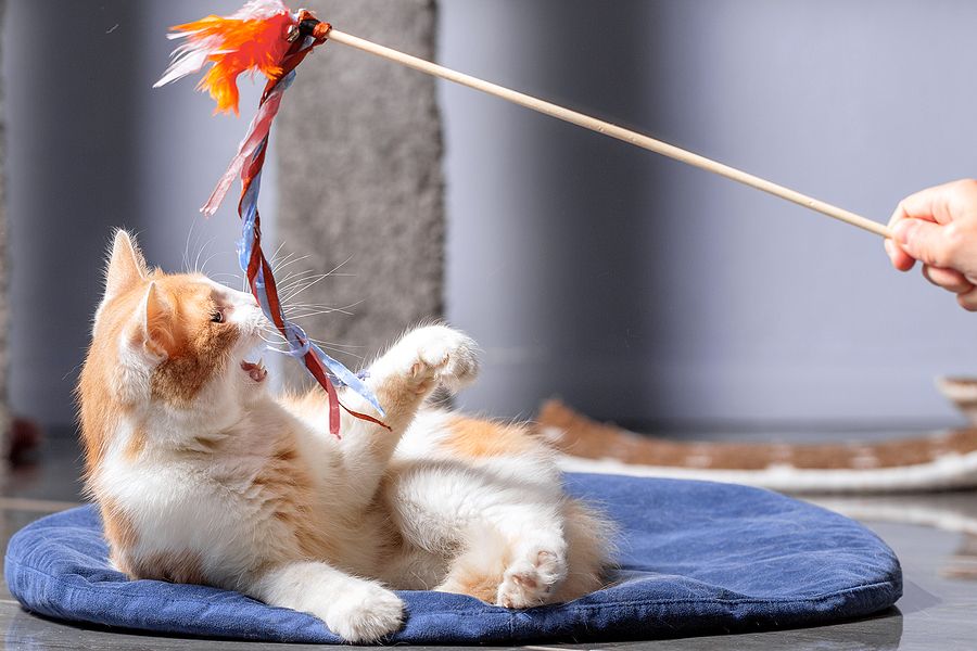 Pet Toys