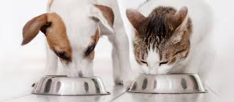 None slipping metal food or water bowels
